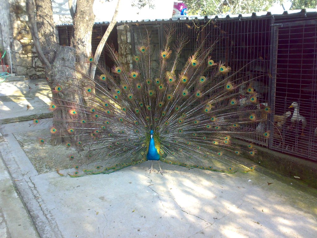 Hayvanat Bahçesi